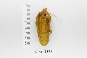 Media type: image;   Invertebrate Zoology CRU-3858 Description: Preserved specimen.;